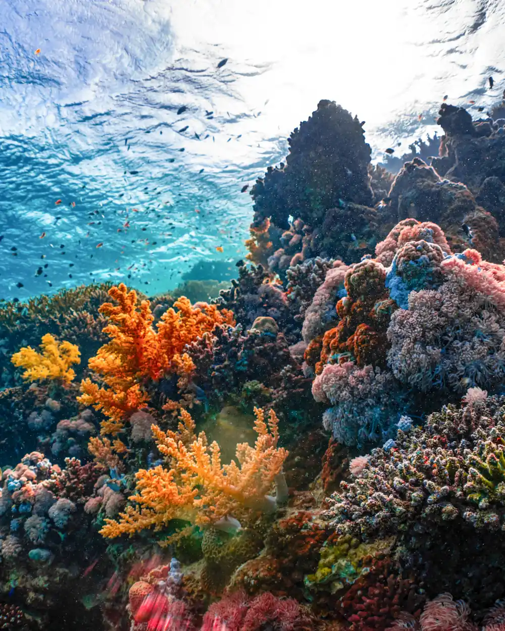 Dense, colourful coral reef with soft corals