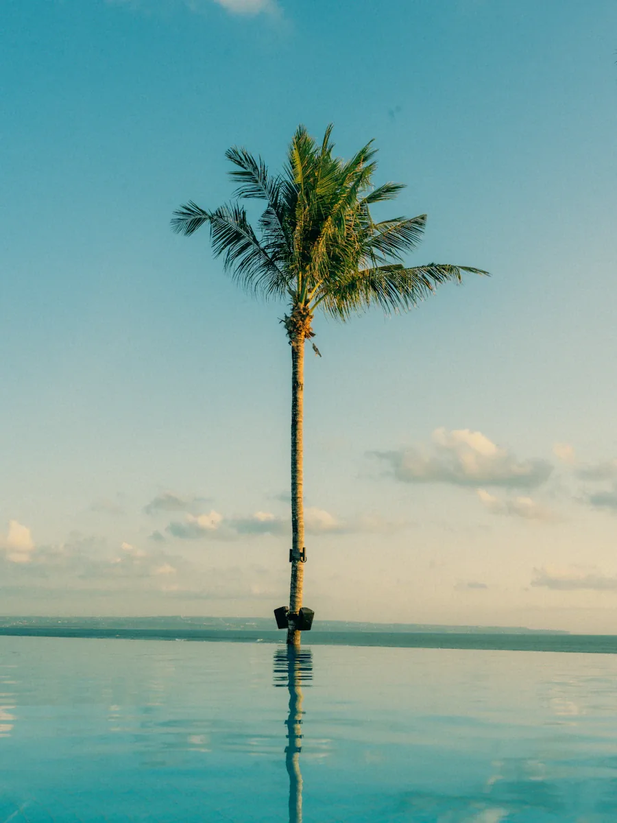 Palm tree reflected in an infinity pool at dusk