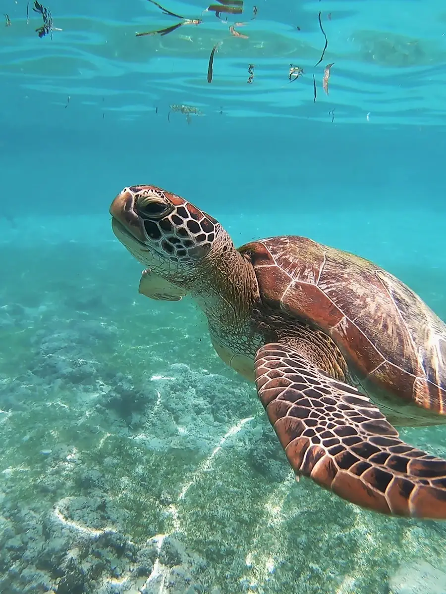 Green turtle swimming over shallow reef in clear water