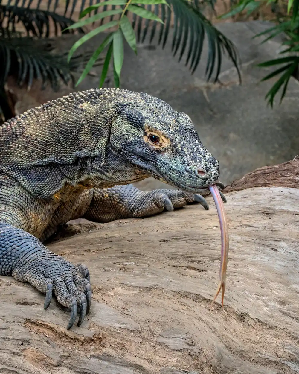 Komodo dragon resting on rock