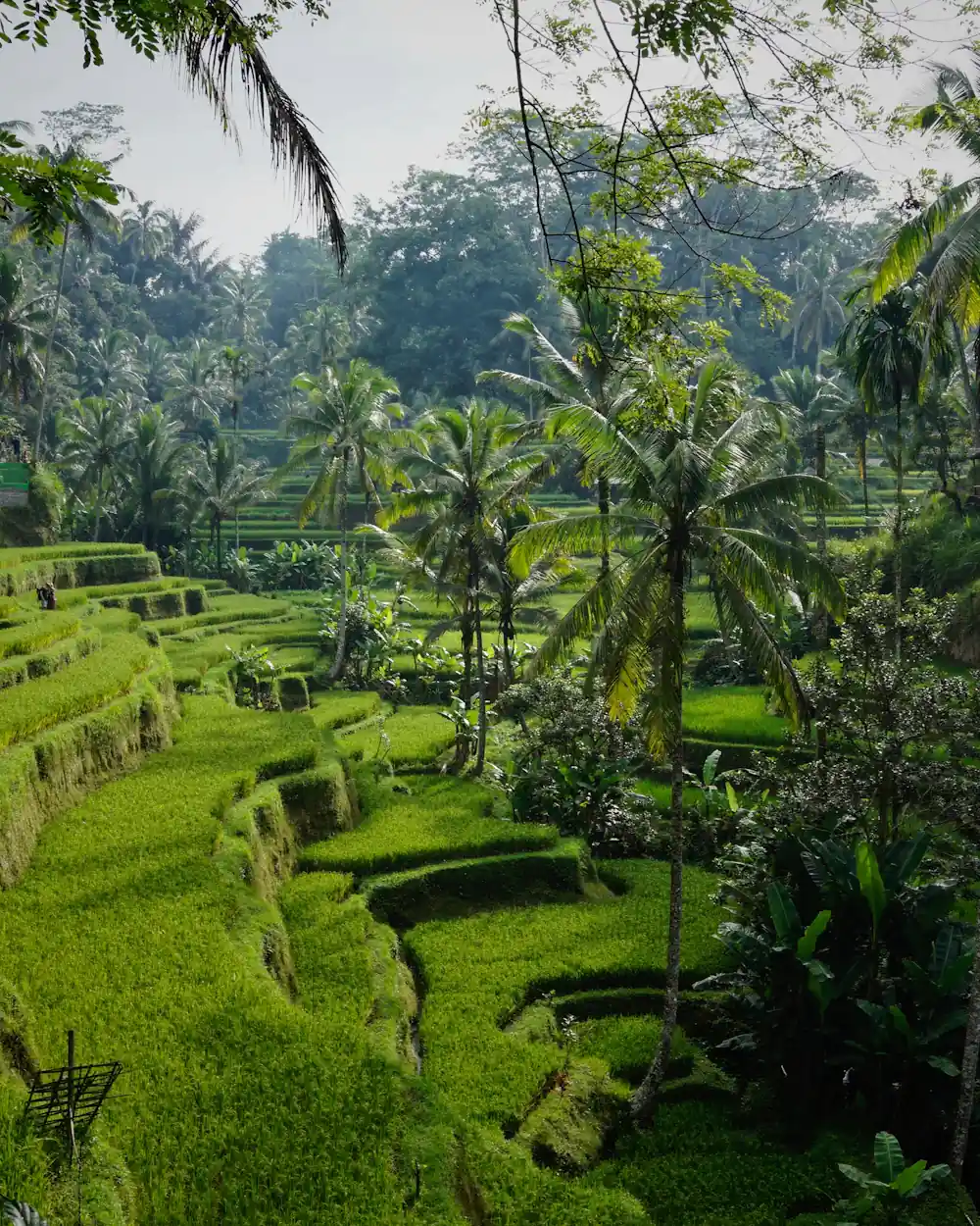 Terraced ricefields and palms in the green interior of Lombok
