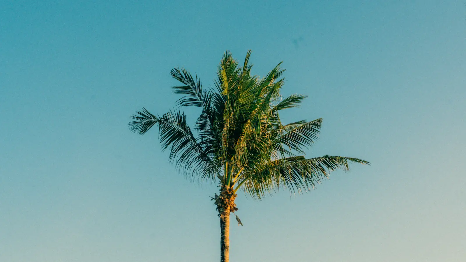 A palm reflected in the still water of an infinity pool at dusk