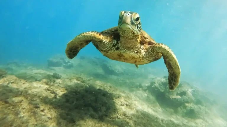 Diver over a coral reef in clear open water