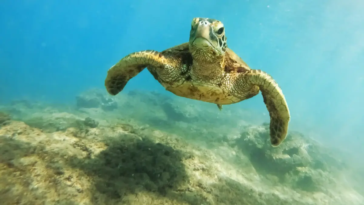 Diver over a coral reef in clear open water