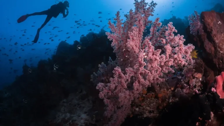 Diver over a coral reef in clear open water